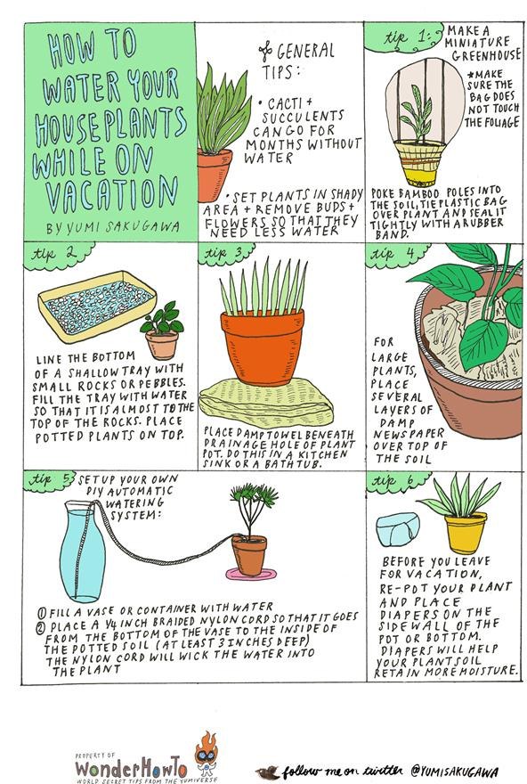 6-diy-tips-for-watering-your-houseplants-while-away-vacation.w654